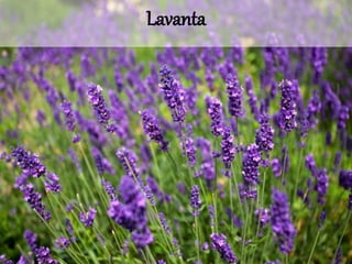 Lavanta 
 