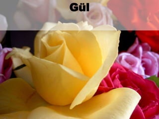 Gül 
 