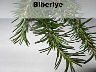 Biberiye 
 