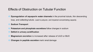 Effects of Obstruction on Tubular Function
 Dysregulation of aquaporin water channels in the proximal tubule, thin descending
loop, and collecting tubule. Lead to polyuria and impaired concentrating capacity
 Sodium Transport
 Potassium and phosphate excretions follow changes in sodium
 Deficit in urinary acidification
 Magnesium excretion is increased after release of UUO or BUO
 Changes in peptide excretion mark renal damage
 