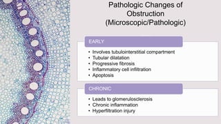 Pathologic Changes of
Obstruction
(Microscopic/Pathologic)
• Involves tubulointerstitial compartment
• Tubular dilatation
• Progressive fibrosis
• Inflammatory cell infiltration
• Apoptosis
EARLY
• Leads to glomerulosclerosis
• Chronic inflammation
• Hyperfiltration injury
CHRONIC
 