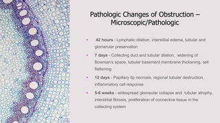 Pathologic Changes of Obstruction –
Microscopic/Pathologic
•
•
•
•
 