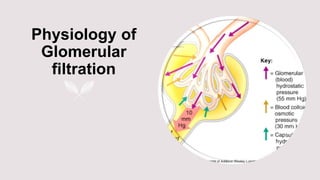 Physiology of
Glomerular
filtration
 