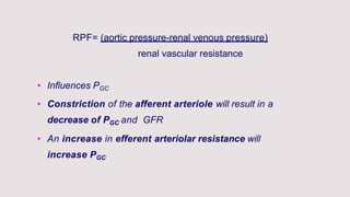 RPF= (aortic pressure-renal venous pressure)
renal vascular resistance
• Influences PGC
• Constriction of the afferent arteriole will result in a
decrease of PGC and GFR
• An increase in efferent arteriolar resistance will
increase PGC
 