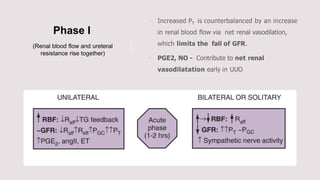 Phase I


(Renal blood flow and ureteral
resistance rise together)
 
