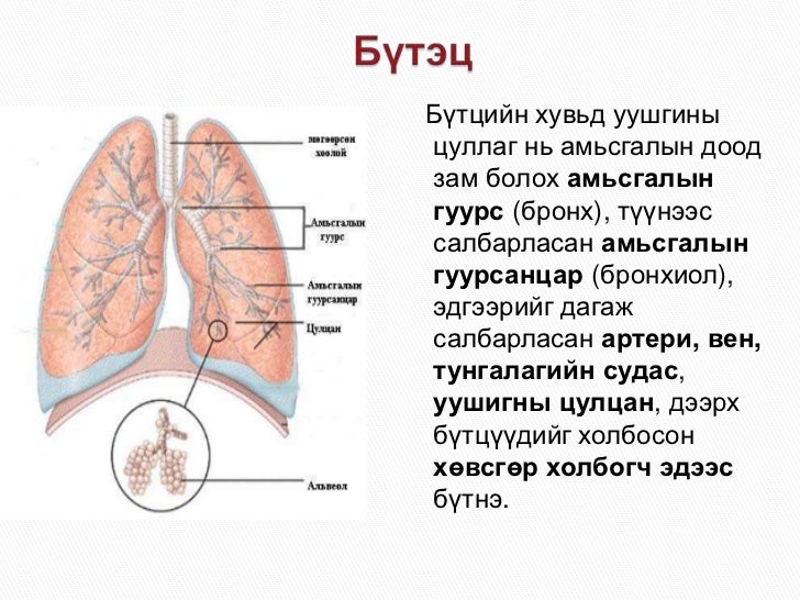 Уушиг ба бронхит