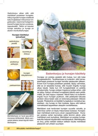 Hunajaa voi poistaa pesästä sitä mukaa, kun sitä tulee
hunajalaatikoihin. Tavallisempaa on kuitenkin, että harras-
tetarhaajat poistavat hunajan kerralla satokauden jälkeen.
Ennen kuin hunajaa poistetaan pesästä, täytyy varmistaa,
että se on tarpeeksi kuivaa, sillä muuten lingottu hunaja
alkaa käydä. Vasta kun 3/4 hunajakehästä on peitetty
vahakannella, hunaja voidaan lingota ja luottaa siihen, että
se säilyy. Syksyn viimeiset hunajakakut jäävät usein peittä-
mättä, jos sato loppuu nopeasti. Nämä kakut voi kuitenkin
lingota muun hunajan joukkoon, sillä peitetyistä kakuista
peräisin oleva kesän sato on kokonaisuudessaan riittävän
kypsää. Pikatestinä voi käyttää hunajakakun ravistelua lap-
peellaan. Jos hunaja on liian kosteaa, tippuu sitä kakkua
voimakkaasti lappeellaan alaspäin ravisteltaessa.
Mehiläiset ovat keränneet hunajan suurella vaivalla, ja
yhtä kiloa varten on käyty miljoonassa kukassa. Hunajas-
taan mehiläiset eivät luovu aivan vapaaehtoisesti. Huna-
jan poistoa varten kannattaa valita lämmin päivä, jotta
mehiläiset ovat rauhallisia. Mehiläiset voi poistaa hunaja-
kakuilta helposti käyttämällä mehiläispakoa. Mehiläispako
on levy, jonka reikään laitetun laitteen kautta mehiläiset
pääsevät vain yhteen suuntaan.
Sadonkorjuu alkaa sillä, että
mehiläiset poistetaan hunajake-
hiltä ja kypsää hunajaa sisältävät
kakut kuljetetaan linkoomoon lin-
gottavaksi. Useimmat hoitajat lin-
koavat hunajan kerran vuodessa,
loppukesällä. Tällöin eri kasvien
hunaja sekoittuu ja hunaja on
alueen monikukkahunajaa.
Sadonkorjuu ja hunajan käsittely
Mehiläisharja on hyvä apuväline
monessa tehtävässä. Myös pen-
saista taitetut oksat käyvät mehi-
läisharjana.
T.O.
T.O.
sadonkorjuu
pesiltä
Hunajan käsittelyn
työvaiheet
siivilöinti ja
selkeytys
hunajan
kiteyttäminen
kuorinta ja
linkous
pakkaaminen
22 	 Minustako mehiläistarhaaja?
 