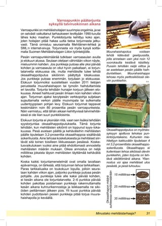 Varroapunkki on mehiläishoitajien suurimpia ongelmia, ja se
on selvästi vaikuttanut tarhaukseen levittyään 1990-luvulla
lähes koko maahan. Punkkitorjunta kehittyy koko ajan,
joten hoitajien pitää hakea uutta tietoa torjunnasta jatku-
vasti. Tämä onnistuu seuraamalla Mehiläinen-lehteä ja
SML:n internet-sivuja. Torjunnasta voi myös kysyä soitta-
malla Suomen Mehiläishoitajain Liiton työntekijöille.
Pesän varroapunkkimäärää tutkitaan varroaseulan avulla
jo elokuun alussa. Seulaan otetaan vähintään viikon näyte,
mieluummin kahden. Jos punkkeja putoaa alle yksi päivää
kohden ja varroaseula on ollut hyvin paikallaan, ei torjun-
tatarvetta elokuussa ole, mutta mehiläisille tulee tehdä
oksaalihappotiputus sikiöinnin päätyttyä lokakuussa.
Jos punkkeja putoaa enemmän, torjutaan jo elokuussa.
Elokuun torjunnoiksi suositellaan vuoden 2011 tietojen
perusteella muurahaishapon tai tymolin haihduttamista
eri tavoilla. Torjunta tehdään hunajan korjuun jälkeen elo-
kuussa. Aineet haihtuvat pesän ilmaan noin kahden viikon
ajan. Torjunnan ajaksi kevytpesän verkkopohja suljetaan
sujauttamalla verkon päälle muovinpala tai sulkemalla
uudentyyppisen pohjan levy. Elokuun torjunnat tappavat
keskimäärin noin 80 prosenttia pesän varroapunkeista.
Näin varmistuu, että tähän aikaan kehittyvissä talvimehiläi-
sissä ei ole liian suuri punkkiloisinta.
Elokuun torjunta ei yksinään riitä, vaan sen lisäksi tehdään
syystorjuntaa oksaalihappotiputuksella. Tämä torjunta
tehdään, kun mehiläisten sikiöinti on loppunut syys–loka-
kuussa. Pesä avataan päältä ja kehäväleihin mehiläisten
päälle tiputetaan 3,2-prosenttia oksaalihappoa sisältävää
sokeriliuosta. Aine tehoaa kosketuksesta ja mehiläiset siir-
tävät sitä toinen toisilleen liikkuessaan pesässä. Koske-
tusvaikutuksen vuoksi aine pitää ehdottomasti annostella
mehiläisten määrän mukaan. Oikea annostus on neljä
millilitraa jokaista täysin mehiläisten täyttämää kehäväliä
kohden.
Koska kaikki torjuntamenetelmät ovat omalla tavallaan
epävarmoja, on tärkeää, että torjunnan tehoa tarkkaillaan.
Paras tarkkailuaika on toukokuun lopulla, jolloin seura-
taan kahden viikon ajan, paljonko punkkeja putoaa pesän
pohjalle. Jos punkkeja tulee alle kaksi päivää kohden,
ei kesän aikana ole torjuntatarvetta. 2–6 punkkia päivää
kohden pakottaa poistamaan punkkeja rakennuttamalla
kesän aikana kuhnurikennostoja ja leikkaamalla ne siki-
öiden peittämisen jälkeen pois. Yli kuusi punkkia päivää
kohden pudottavien pesien punkkeja pitää torjua muura-
haishapolla jo keväällä.
Muurahaishapotus voidaan
tehdä kätevästi geelipussilla,
jolla annetaan vain yksi noin 12
vuorokautta kestävä käsittely.
Pussiin tehdään neljä viiltoa ja
se asetetaan pesän päälle haih-
duntatilaan. Muurahaishappo
tehoaa myös peittosikiöissä ole-
viin punkkeihin.
Oksaalihappotiputus on myöhäis-
syksyyn ajoittuva tehokas pun-
kintorjuntakeino. Kuhunkin mie-
hitettyyn kakkuväliin tiputetaan 4
ml 3,2-prosenttista oksaalihappo-
sokeriliuosta. Oksaalihappo ei
kuitenkaan tehoa sikiöissä oleviin
punkkeihin, joten torjunta on teh-
tävä sikiöttömänä aikana. Ylian-
nostus voi ajaa mehiläiset ulos
pesästä, ja pesä tuhoutuu.
Varroapunkin päätorjunta
syksyllä talviruokinnan aikana
15 millilitraa
35 millilitraa
25 millilitraa
Oksaalihaponmäärä
suhteessamehiläismäärään
T.T.
A.S.
Minustako mehiläistarhaaja?	 31
 
