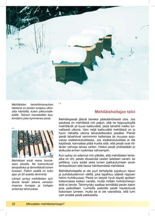 Mehiläispesät jäävät talveksi pääsääntöisesti ulos. Jos
pesässä on mehiläisiä niin paljon, että ne loppusyksyllä
miehittävät yli kuusi kakkuväliä, pesä talvehtii melko tur-
vallisesti ulkona. Vain neljä kakkuväliä mehiläisiä on jo
hyvin riskialtis ulkona talveutettavaksi pesäksi. Pienet
pesät talvehtivat varmimmin kellarissa tai muussa sopi-
vassa sisätalveutustilassa. Jos sisätalveutustilaa ei ole
käytössä, kannattaa pitää huolta siitä, että pesät ovat riit-
tävän vahvoja talvea varten. Heikot pesät yhdistetään jo
elokuulla ennen ruokintaa vahvempiin.
Kun syksy on edennyt niin pitkälle, että mehiläisten lento-
aika on ohi, pesän etuseinää vasten laitetaan vaneri- tai
peltilevy. Levy estää sekä lumen pakkautumisen aivan
lentoaukkoon että tiaisia häiritsemästä mehiläisiä.
Mehiläishoitajalla ei ole juuri tarhatyötä syyskuun lopun
ja puhdistuslennon välillä, joka tapahtuu säästä riippuen
helmi–huhtikuussa. Pesiä on tietysti hyvä käydä ajoittain
katsomassa kaiken varalta, mutta mitään hoitotoimenpi-
teitä ei tarvita. Talvimyrsky saattaa lennättää pesän katon
pois paikoiltaan. Lumisilla paikoilla pesät hautautuvat
kokonaan lumeen, mutta se ei ole vaarallista, sillä lumi
vain eristää pesät pakkaselta.
Mehiläiset eivät mene horrok-
seen talvella. Ne kokoontuvat
talvipalloksi ja lämmittävät toinen
toisiaan. Pallon sisällä on koko
ajan yli 20 astetta lämmintä.
Lämpö syntyy mehiläisten syö-
dessä kesän aikana varastoi-
maansa hunajaa ja hoitajan
antamaa talviruokaa.
Mehiläisten talvehtimisrauhan
takeena on pesien suojaus ulkoi-
silta häiriöiltä, kuten pikkunisäk-
käiltä. Talvisin menetetään kes-
kimäärin joka kymmenes pesä.
Mehiläishoitajan talvi
L.R.
L.R.
32 	 Minustako mehiläistarhaaja?
 
