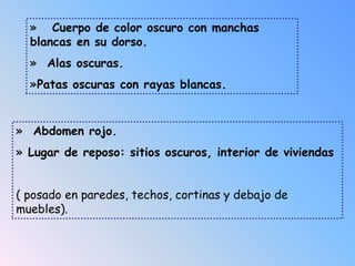 » Abdomen rojo.
» Lugar de reposo: sitios oscuros, interior de viviendas
( posado en paredes, techos, cortinas y debajo de
muebles).
» Cuerpo de color oscuro con manchas
blancas en su dorso.
» Alas oscuras.
»Patas oscuras con rayas blancas.
 