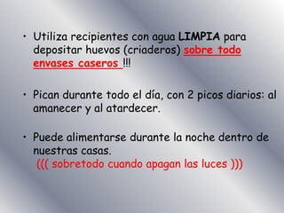 • Utiliza recipientes con agua LIMPIA para
depositar huevos (criaderos) sobre todo
envases caseros !!!
• Pican durante todo el día, con 2 picos diarios: al
amanecer y al atardecer.
• Puede alimentarse durante la noche dentro de
nuestras casas.
((( sobretodo cuando apagan las luces )))
 
