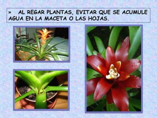 » AL REGAR PLANTAS, EVITAR QUE SE ACUMULE
AGUA EN LA MACETA O LAS HOJAS.
 