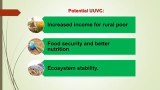 Potential UUVC:
Increased income for rural poor
Food security and better
nutrition
Ecosystem stability.
 