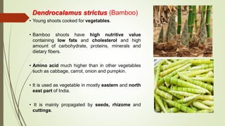 Dendrocalamus strictus (Bamboo)
• Young shoots cooked for vegetables.
• Bamboo shoots have high nutritive value
containing low fats and cholesterol and high
amount of carbohydrate, proteins, minerals and
dietary fibers.
• Amino acid much higher than in other vegetables
such as cabbage, carrot, onion and pumpkin.
• It is used as vegetable in mostly eastern and north
east part of India.
• It is mainly propagated by seeds, rhizome and
cuttings.
 