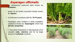 Asparagus officinalis
• An herbaceous perennial plant known as
Shatawar.
• grown for its tender succulent shoots known
as ‘Spears’
• It continues to produce yield for 10-15 years.
• Asparagus juice contains a white crystalline
substance known as ‘Asparagine’ which has
diuretic properties.
• It has great importance in diet because of its
valuable salts, vitamins and for its large
amount of cellulose contents.
 