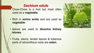 Sechium edule
• Chow-Chow is a fruit but most often
used as a vegetable.
• Rich in amino acids and are used as
vegetable.
• leaves are used to dissolve kidney
stones.
• Fruits, stems, tender leaves & tuberous
parts of adventitious roots are eaten.
 