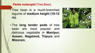 Parkia roxburghii (Tree Bean)
• Tree bean is a much-branched
legume of medium height (10-12
m).
• The long tender pods of tree
bean are most popular and
delicious vegetable in Manipur,
Assam, Nagaland, Tripura and
Mizoram.
 