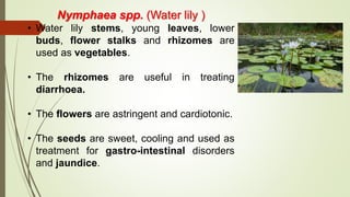 Nymphaea spp. (Water lily )
• Water lily stems, young leaves, lower
buds, flower stalks and rhizomes are
used as vegetables.
• The rhizomes are useful in treating
diarrhoea.
• The flowers are astringent and cardiotonic.
• The seeds are sweet, cooling and used as
treatment for gastro-intestinal disorders
and jaundice.
 