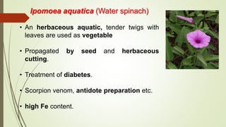 Ipomoea aquatica (Water spinach)
• An herbaceous aquatic, tender twigs with
leaves are used as vegetable
• Propagated by seed and herbaceous
cutting.
• Treatment of diabetes.
• Scorpion venom, antidote preparation etc.
• high Fe content.
 
