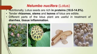 Nelumbo nucifera (Lotus)
• Nutritionally, Lotus seeds are rich in proteins (10.6-14.8%).
• Tender rhizomes, stems and leaves of lotus are edible.
• Different parts of the lotus plant are useful in treatment of
diarrhea, tissue inflammation.
 
