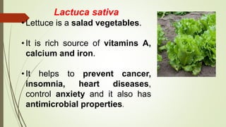 Lactuca sativa
• Lettuce is a salad vegetables.
• It is rich source of vitamins A,
calcium and iron.
• It helps to prevent cancer,
insomnia, heart diseases,
control anxiety and it also has
antimicrobial properties.
 