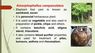Amorphophallus campanulatus
• Elephant foot yam is known as
zamikand, suran.
• It is perennial herbaceous plant.
• It is used as vegetable and also used in
preparation of pickle, chips and others.
• It contains betulinic acid, stigma
sterol, triacotane.
• It also contains blood purifier properties
and used for treatment of piles,
tumours, asthma and rheumatism.
 