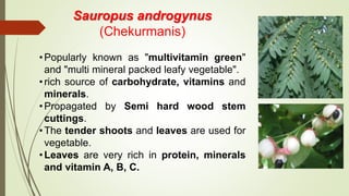 Sauropus androgynus
(Chekurmanis)
•Popularly known as "multivitamin green"
and "multi mineral packed leafy vegetable".
•rich source of carbohydrate, vitamins and
minerals.
•Propagated by Semi hard wood stem
cuttings.
•The tender shoots and leaves are used for
vegetable.
•Leaves are very rich in protein, minerals
and vitamin A, B, C.
 