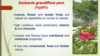 Sesbania grandiflora pers
(Agathi)
•Leaves, flower and tender fruits are
valued as vegetables or curries or salads.
•high nutritious value particularly vitamin
A and minerals.
•Leaves and flowers have nutritional and
medicinal properties.
•It has also ornamental, food and fodder
values.
 