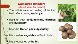 Dioscorea bulbifera
(Aerial yam, Air potato)
• The bulb is eaten on peeling off the hard
back after cooking Aerial yam
• used to treat conjunctivitis, diarrhea,
and dysentery.
• Useful in Goiter, piles, dysentery.
• It is used as vegetable in South India.
• It is propagated by bulbil.
 