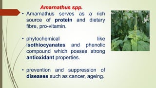 Amarnathus spp.
• Amarnathus serves as a rich
source of protein and dietary
fibre, pro-vitamin.
• phytochemical like
isothiocyanates and phenolic
compound which posses strong
antioxidant properties.
• prevention and suppression of
diseases such as cancer, ageing.
 