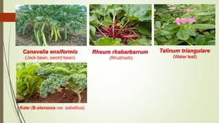 Canavalia ensiformis
(Jack bean, sword bean)
Rheum rhabarbarrum
(Rhubharb)
Talinum triangulare
(Water leaf)
Kale (B.oleracea var. sabellica)
 