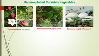 Underexploited Cucurbits vegetables
Coccinia grandis (Ivy gourd) Momordica dioica (Spine gourd) Benincasa hispida (Wax gourd)
 