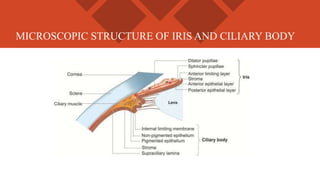 Anatomy and Physiology of Uvea | PPTX