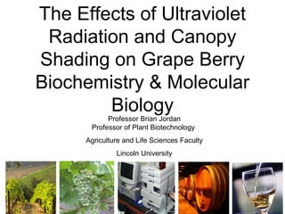 The Effects of Ultraviolet
Radiation and Canopy
Shading on Grape Berry
Biochemistry & Molecular
Biology
Professor Brian Jordan
Professor of Plant Biotechnology
Agriculture and Life Sciences Faculty
Lincoln University
 