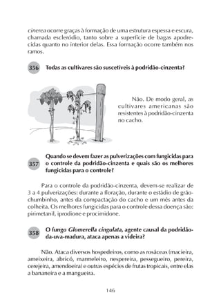 146
cinerea ocorre graças à formação de uma estrutura espessa e escura,
chamada escleródio, tanto sobre a superfície de bagas apodre-
cidas quanto no interior delas. Essa formação ocorre também nos
ramos.
Todas as cultivares são suscetíveis à podridão-cinzenta?356
357
358
Não. De modo geral, as
cultivares americanas são
resistentes à podridão-cinzenta
no cacho.
Quando se devem fazer as pulverizações com fungicidas para
o controle da podridão-cinzenta e quais são os melhores
fungicidas para o controle?
Para o controle da podridão-cinzenta, devem-se realizar de
3 a 4 pulverizações: durante a floração, durante o estádio de grão-
chumbinho, antes da compactação do cacho e um mês antes da
colheita. Os melhores fungicidas para o controle dessa doença são:
pirimetanil, iprodione e procimidone.
O fungo Glomerella cingulata, agente causal da podridão-
da-uva-madura, ataca apenas a videira?
Não. Ataca diversos hospedeiros, como as rosáceas (macieira,
ameixeira, abricó, marmeleiro, nespereira, pessegueiro, pereira,
cerejeira, amendoeira) e outras espécies de frutas tropicais, entre elas
a bananeira e a mangueira.
 