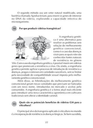 22
O segundo método usa um vetor natural modificado, uma
bactéria chamada Agrobacterium, para inserir os genes de interesse
no DNA da videira, explorando a capacidade infectiva do
microorganismo.
Por que produzir videiras transgênicas?
15
14
A engenharia genéti-
ca é uma alternativa para
resolver os problemas sem
solução do melhoramento
genético convencional,
como é o caso das doenças
virais para as quais não são
conhecidas fontes naturais
de resistência no gênero
Vitis. Com o uso da engenharia genética, é possível inserir em videiras
genes que promovam a resistência a vírus. Ou ainda, a engenharia
genética permite agilizar o processo de introdução de resistência a
doenças, pragas e estresses em variedades suscetíveis, sem se limitar
pela necessidade de compatibilidade sexual imposta pelo melho-
ramento genético convencional.
Além disso, as hibridizações do melhoramento genético
convencional geram novas variedades que precisam ser batizadas
com um novo nome, introduzidas no mercado e aceitas pelo
consumidor. A engenharia genética é a forma atual mais eficiente
para introduzir uma nova característica agronômica em cultivares
tradicionais sem alterar a identidade varietal.
Quais são os potenciais benefícios de videiras GM para a
viticultura?
O principal alvo da transgenia aplicada à viticultura no mundo
é a incorporação de resistência às doenças fúngicas. Se bem sucedida,
 