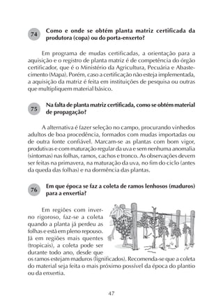 47
Como e onde se obtém planta matriz certificada da
produtora (copa) ou do porta-enxerto?
Em programa de mudas certificadas, a orientação para a
aquisição e o registro de planta matriz é de competência do órgão
certificador, que é o Ministério da Agricultura, Pecuária e Abaste-
cimento (Mapa). Porém, caso a certificação não esteja implementada,
a aquisição da matriz é feita em instituições de pesquisa ou outras
que multipliquem material básico.
Na falta de planta matriz certificada, como se obtém material
de propagação?
A alternativa é fazer seleção no campo, procurando vinhedos
adultos de boa procedência, formados com mudas importadas ou
de outra fonte confiável. Marcam-se as plantas com bom vigor,
produtivas e com maturação regular da uva e sem nenhuma anomalia
(sintomas) nas folhas, ramos, cachos e tronco. As observações devem
ser feitas na primavera, na maturação da uva, no fim do ciclo (antes
da queda das folhas) e na dormência das plantas.
Em que época se faz a coleta de ramos lenhosos (maduros)
para a enxertia?
74
75
Em regiões com inver-
no rigoroso, faz-se a coleta
quando a planta já perdeu as
folhas e está em pleno repouso.
Já em regiões mais quentes
(tropicais), a coleta pode ser
durante todo ano, desde que
os ramos estejam maduros (lignificados). Recomenda-se que a coleta
do material seja feita o mais próximo possível da época do plantio
ou da enxertia.
76
 