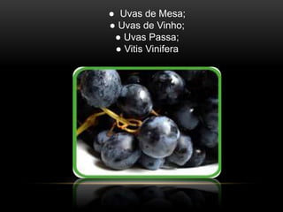 ● Uvas de Mesa; 
● Uvas de Vinho; 
● Uvas Passa; 
● Vitis Vinifera 
 