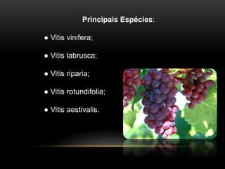 Principais Espécies: 
● Vitis vinifera; 
● Vitis labrusca; 
● Vitis riparia; 
● Vitis rotundifolia; 
● Vitis aestivalis. 
 