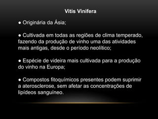 Vitis Vinifera 
● Originária da Ásia; 
● Cultivada em todas as regiões de clima temperado, 
fazendo da produção de vinho uma das atividades 
mais antigas, desde o período neolítico; 
● Espécie de videira mais cultivada para a produção 
do vinho na Europa; 
● Compostos fitoquímicos presentes podem suprimir 
a aterosclerose, sem afetar as concentrações de 
lipídeos sanguíneo. 
 