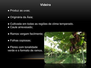 Videira 
● Produz as uvas; 
● Originária da Ásia; 
● Cultivada em todas as regiões de clima temperado. 
● Caule arrevesado; 
● Ramos vergam facilmente; 
● Folhas copiosas; 
● Flores com tonalidade 
verde e o formato de ramos. 
 