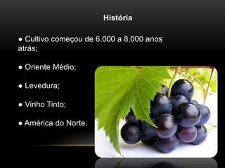 História 
● Cultivo começou de 6.000 a 8.000 anos 
atrás; 
● Oriente Médio; 
● Levedura; 
● Vinho Tinto; 
● América do Norte. 
 