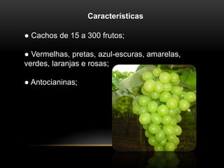 Características 
● Cachos de 15 a 300 frutos; 
● Vermelhas, pretas, azul-escuras, amarelas, 
verdes, laranjas e rosas; 
● Antocianinas; 
 