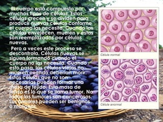 El cuerpo está compuesto por muchos tipos de células. Estas células crecen y se dividen para producir nuevas células conforme el cuerpo las necesita. Cuando las células envejecen, mueren y éstas son reemplazadas por células nuevas. Pero a veces este proceso se descontrola. Células nuevas se siguen formando cuando el cuerpo no las necesita. Cuando esto pasa, las células viejas no mueren cuando deberían morir. Estas células que no son necesarias pueden formar una masa de tejido. Esta masa de tejido es lo que se llama tumor. No todos los tumores son cancerosos. Los tumores pueden ser benignos o malignos.  