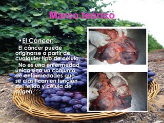 Marco teórico El Cáncer: El cáncer puede originarse a partir de cualquier tipo de célula. No es una enfermedad única sino un conjunto de enfermedades que se clasifican en función del tejido y célula de origen.  