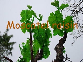 Moscatel raisin
 