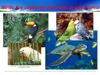 Birds are captured and sold in pet-stores
 