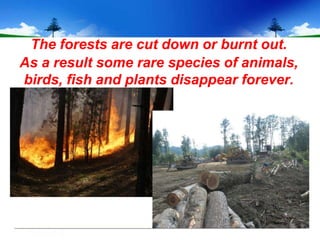 The forests are cut down or burnt out.
As a result some rare species of animals,
birds, fish and plants disappear forever.
 