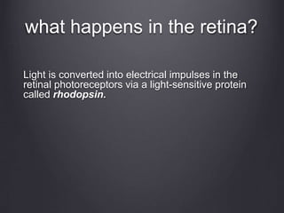 what happens in the retina?
Light is converted into electrical impulses in the
retinal photoreceptors via a light-sensitive protein
called rhodopsin.
 