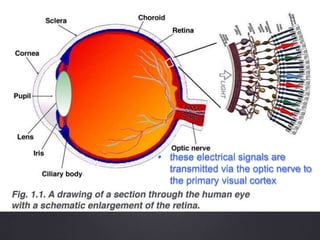 • these electrical signals are
transmitted via the optic nerve to
the primary visual cortex
 
